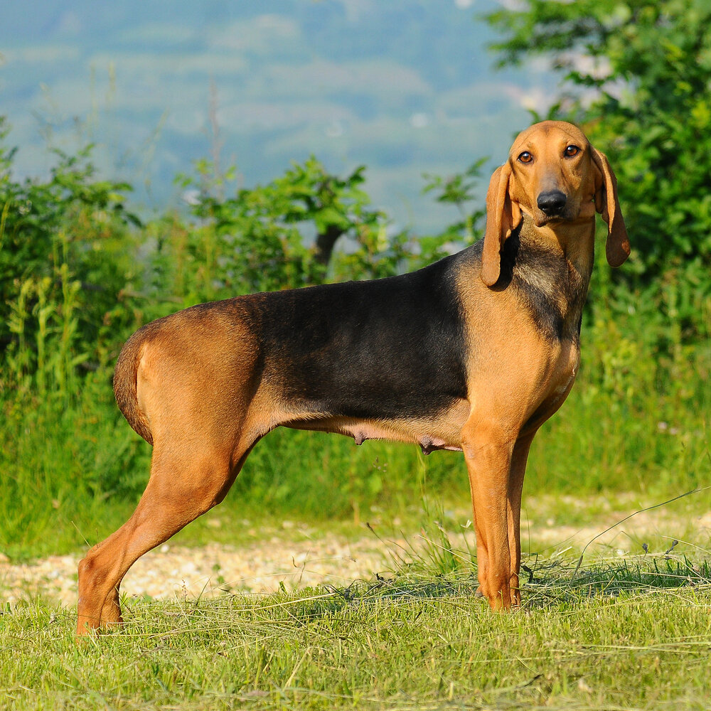 Chien courant italien